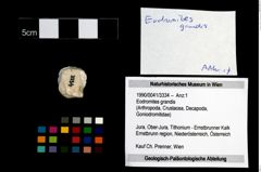 Foto (Objekt + Etikett) von Eodromites grandis  (NHMW-GEO-1990-0041-3334)